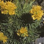 pyellowfloswhitlowgrass