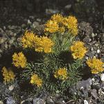 pyellowforwhitlowgrass
