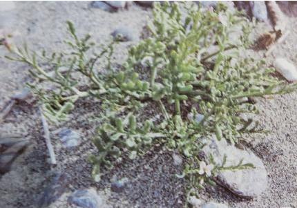 searocketformpolunin