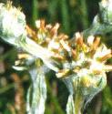 commonffloscudweed