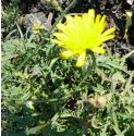 commonfforcatsearbritishflora