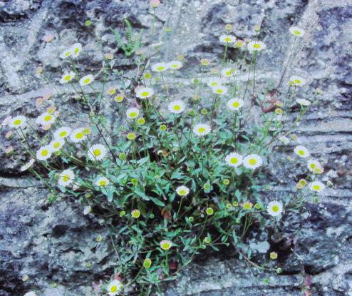 erigeronmucronatusforashburtonjune84foord