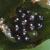 cbladderfru1fern1