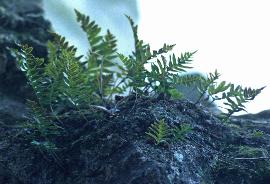 ccommongar1polypody1