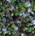 commonffolduckweed