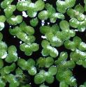 commonfforduckweed