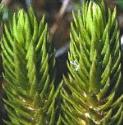 ffirfol1clubmoss