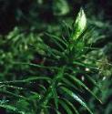 finterruptedfru2clubmoss
