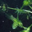ivyffol1duckweed