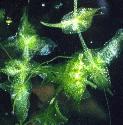 ivyffol2duckweed
