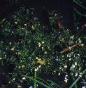 ivyfforduckweed