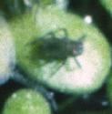 leastffolduckweed
