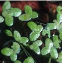 leastfforduckweed