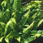 phardfol1fern