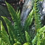 phardfol2fern