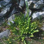 phardforfern