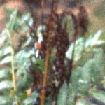 posmundafrus2regalis