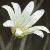 cgreaterflostitchwort1