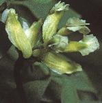 pclimbingflocorydalis