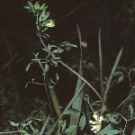 pclimbingfor2corydalis