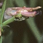 pmartinsflorampingfumitory