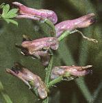 pmartinsflosrampingfumitory
