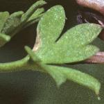 pmartinsfolrampingfumitory