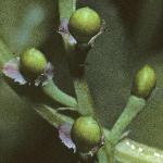 pmartinsfrurampingfumitory