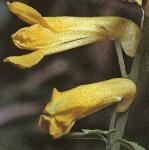 pyellowflocorydalis