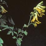 pyellowflo2corydalis