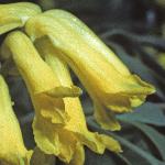 pyellowflo3corydalis