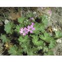 dovesfootfforcranesbill