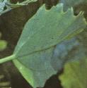 greyffolgoosefoot