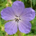 meadowfflocranesbillbritishflora