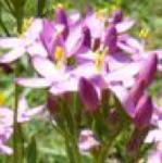 pcommonflobudccentaury