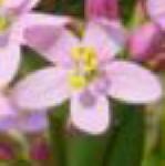 pcommonflocentaury