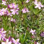 pcommonflo1centaury