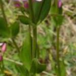 pcommonfolcentaury