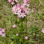 pcommonforcentaury