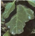 redffolgoosefoot