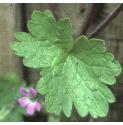 roundleavedffolcranesbill