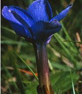 springgentianfromcountyclare1a