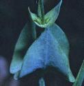 yellowffolwort