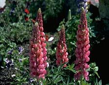 foxgloves picture