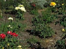 garden flowerbed picture