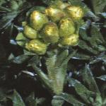 saxifragaflobudcapiculata1a1a