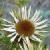 ccarlineflothistle