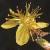 flaxleavedflotsaintjohnswort