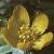 fwintercolfloaconite