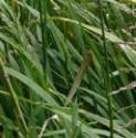greatffolwatergrassbritishflora